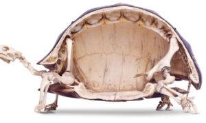 Sulcata Tortoise Shell