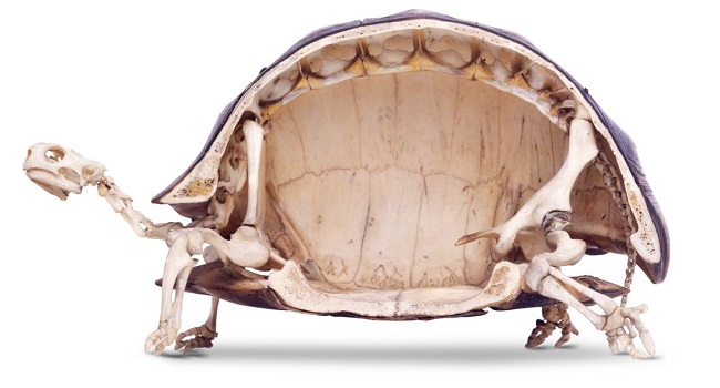 Sulcata Tortoise Shell