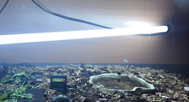 Best Solar Meter to Check UV for Sulcata Tortoise