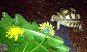 Safe Weeds for Sulcata Tortoise