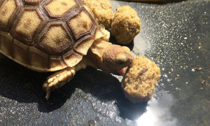 Mazuri Tortoise Diet for Sulcata Tortoise