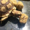 Mazuri Tortoise Diet for Sulcata Tortoise