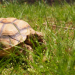 How Long Can I Leave Baby Sulcata Tortoise Outside?