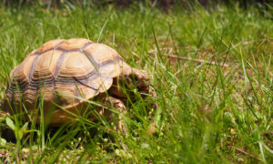 How Long Can I Leave Baby Sulcata Tortoise Outside?
