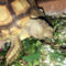Best Calcium for Sulcata Tortoise
