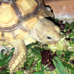 What do Baby Sulcata Tortoises Eat?