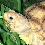 How Often Do You Feed Sulcata Tortoise?