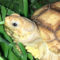 How to Get a Sulcata to Eat Grass?