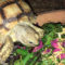 Food Dish for Baby Sulcata Tortoise
