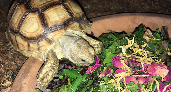 Food Dish for Baby Sulcata Tortoise
