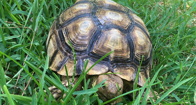 sulcata tortoise