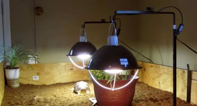 UV Light for Inside Sulcata Enclosure