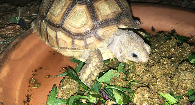 zoo med grassland sulcata tortoise diet