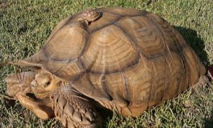 How Old Is My Sulcata Tortoise?