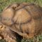 How Big Do Sulcata Tortoises Grow?