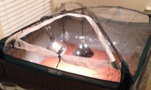 Closed Chamber Enclosure for Baby Sulcata Tortoise