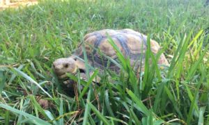 How Much Should I Feed My Sulcata Tortoise?