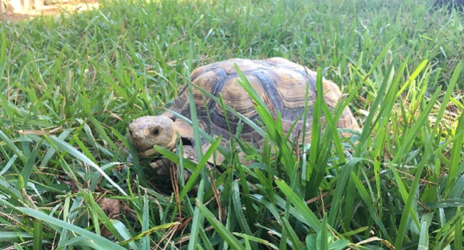 How Much Should I Feed My Sulcata Tortoise?