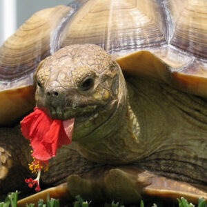 What Flowers are Safe for Sulcata Tortoises?