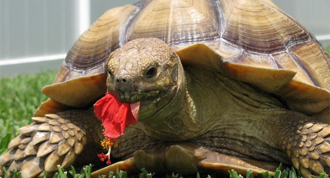 What Flowers are Safe for Sulcata Tortoises?