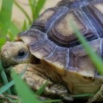 When Can I Leave My Sulcata Outside Overnight?