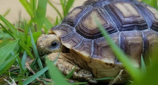 When Can I Leave My Sulcata Outside Overnight?