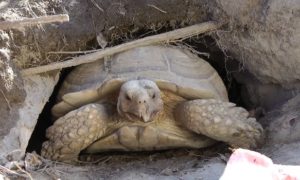 Make a Burrow for an Adult Sulcata Tortoise