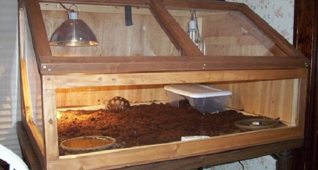 What Size Indoor Enclosure For a Baby Sulcata?