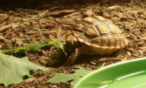 Safe Grocery Store Greens for Sulcata