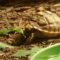 Safe Grocery Store Greens for Sulcata
