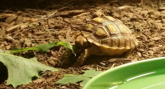 Safe Grocery Store Greens For Sulcata Pet Sulcata Tortoise,How To Make An Omelette With Fillings