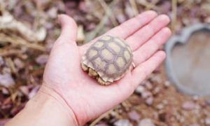 Can I Get Salmonella from a Sulcata Tortoise?