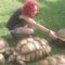 Are Sulcata Tortoises Good Pets?