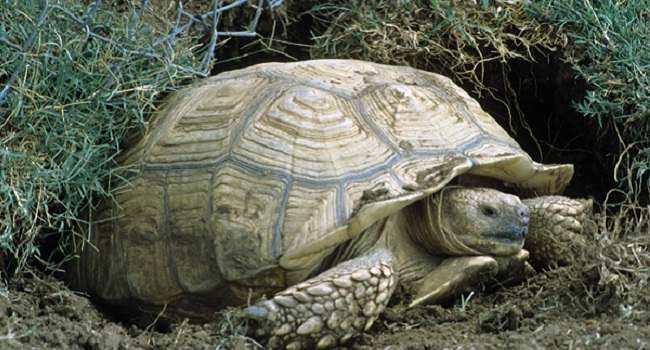 How Destructive are Sulcata Tortoises?