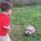 Sulcata Tortoises and Children