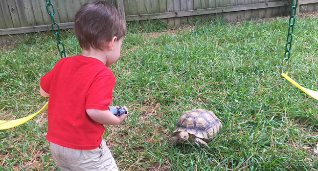 Sulcata Tortoises and Children