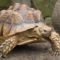 What Causes Pyramiding in Sulcata Tortoises
