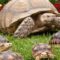 Are Sulcatas Good Beginner Pet Tortoises?