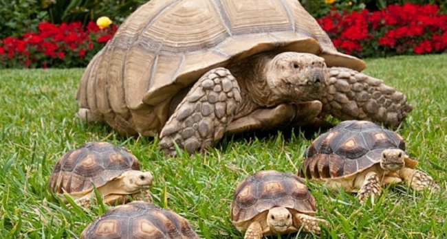 Are Sulcatas Good Beginner Pet Tortoises Pet Sulcata Tortoise,Puto Flan Recipe