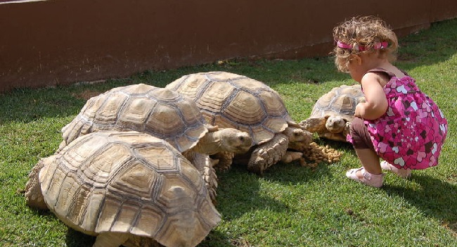 sulcata tortoises kids