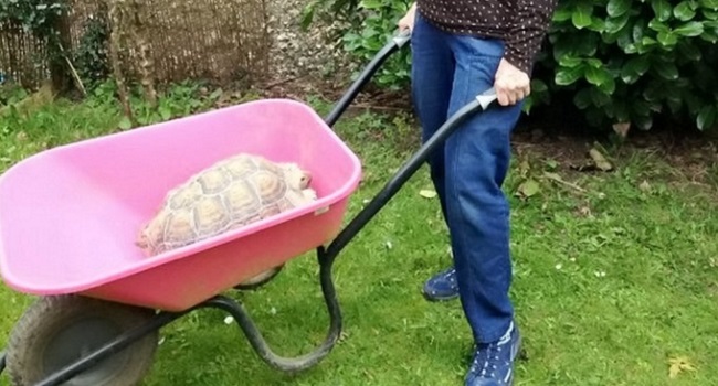 How Should I Move a Large Sulcata Tortoise