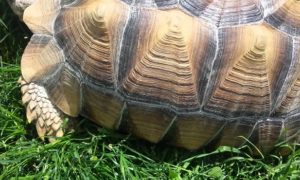 Should I Oil My Sulcata Tortoise Shell