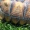 Should I Oil My Sulcata Tortoise Shell