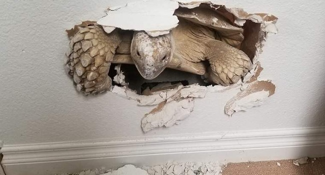 sulcata tortoise destroy house