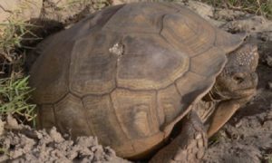 Where are Sulcatas From – Sulcata Tortoises Native Habitat