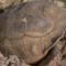 Where are Sulcatas From – Sulcata Tortoises Native Habitat