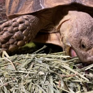 How to Get A Sulcata to Eat Hay?