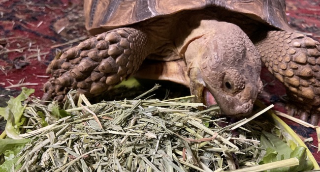 How to Get A Sulcata to Eat Hay?
