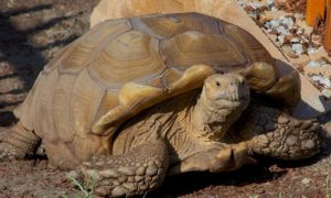 Adult Sulcata Tortoise for Adoption