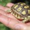 Adopt a Baby Sulcata Tortoise
